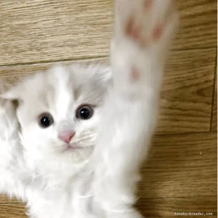 ID：2504-00913の子猫