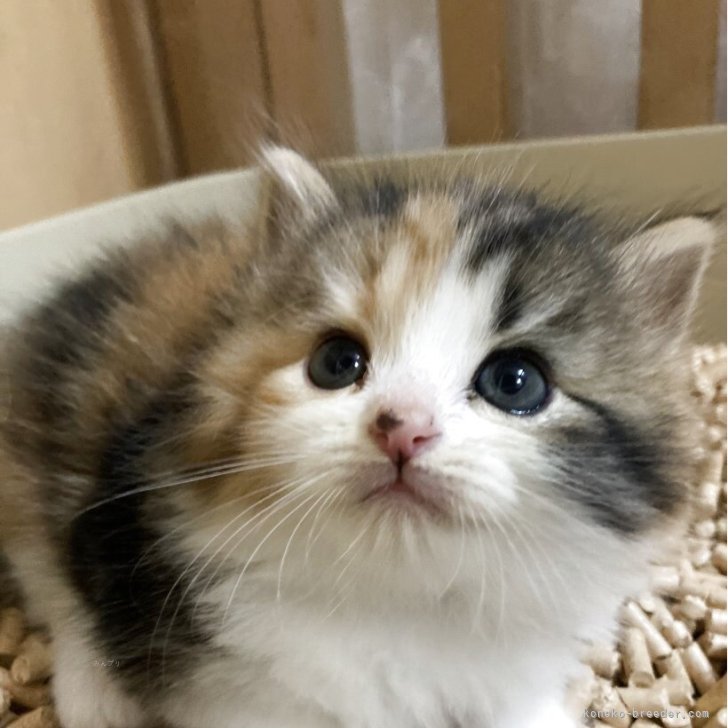 F6-080418　 可愛い子猫ちゃんたち 高野真由美ブリーダーのブログ｜可愛い子猫ちゃんたち。(22.3.14