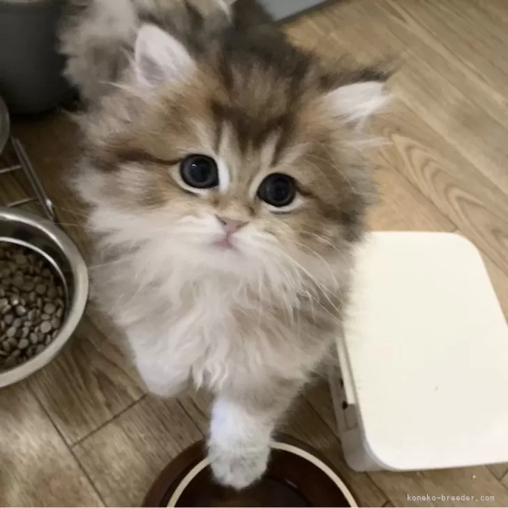 ID：2503-01674の子猫