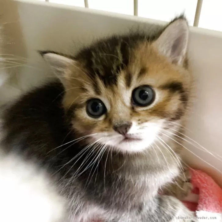 ID：2506-01166の子猫
