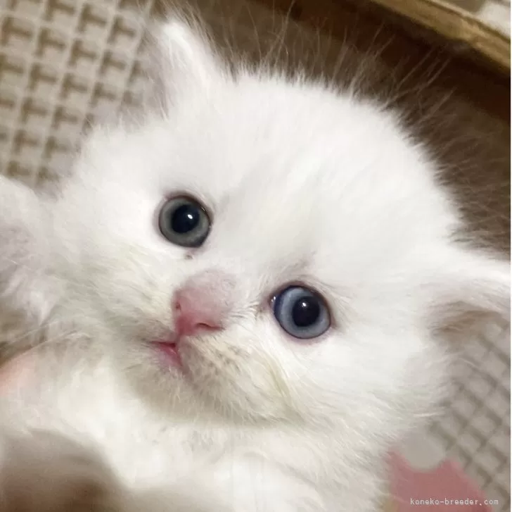 S 様のお迎えした子猫