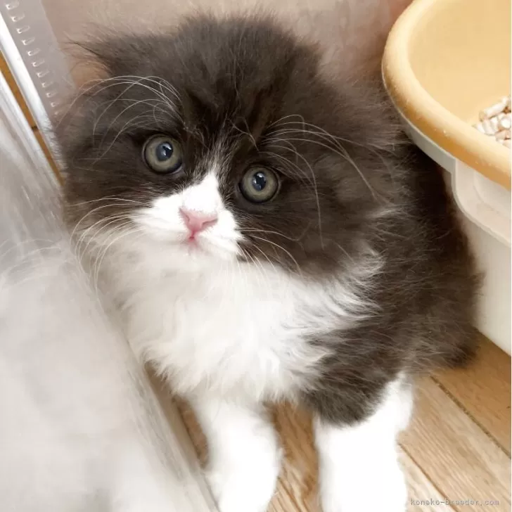 ID：2504-03446の子猫