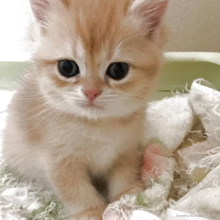 ID：2505-01819の子猫
