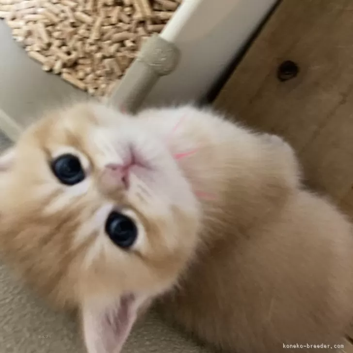 ID:2505-01816の子猫