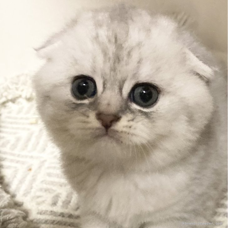 ブリーダー画像