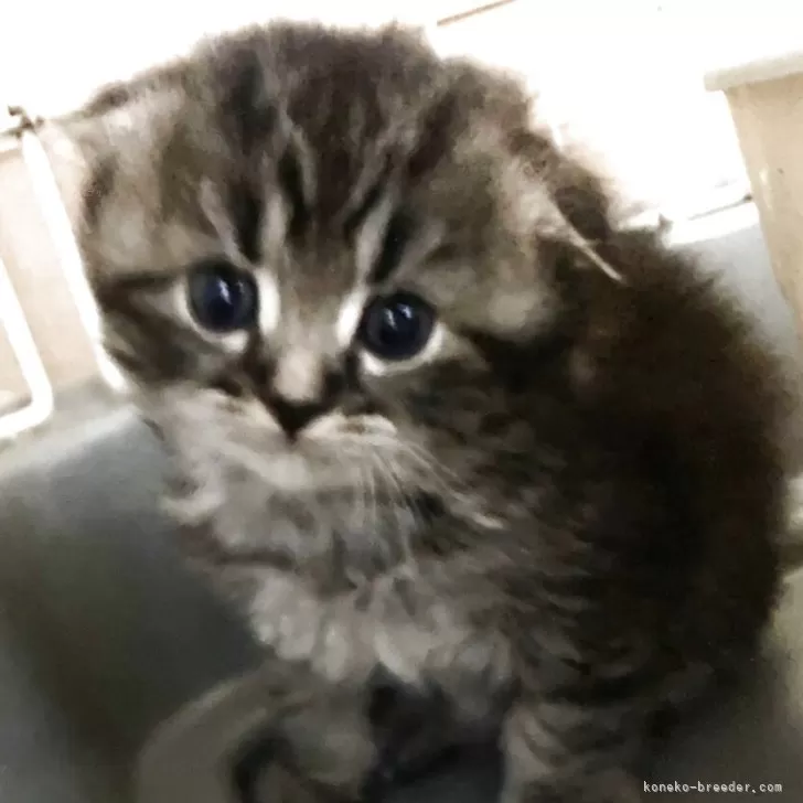 ID：2512-00330の子猫