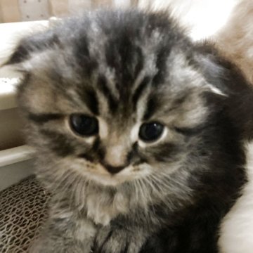 スコティッシュフォールド(折れ耳)【三重県・男の子・2025年11月3日・ブラウンタビー（ロング）】の写真「かっこいい毛柄の男の子★」