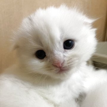 スコティッシュフォールド(折れ耳)【三重県・男の子・2025年11月3日・ホワイト（ロング）】の写真「もふもふ真っ白な男の子★」