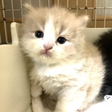 スコティッシュフォールド(立ち耳)【三重県・男の子・2025年11月3日・クリームホワイト（ロング）】の写真「きれいな毛色の男の子★」