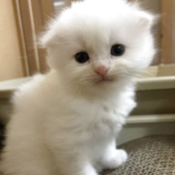スコティッシュフォールド(折れ耳)【三重県・男の子・2025年11月3日・ホワイト（ロング）】の写真「もふもふ真っ白な男の子★」