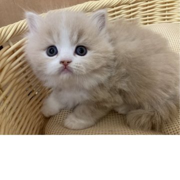スコティッシュフォールド(立ち耳)【三重県・男の子・2025年11月24日・クリームホワイト（ロング）】の写真「綺麗なハチワレ、男前の子」