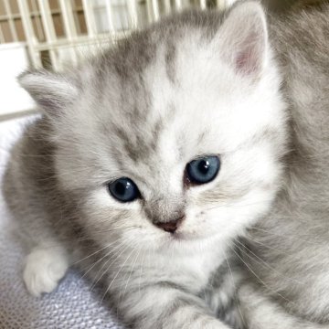 ブリティッシュショートヘア【三重県・男の子・2025年7月13日・シルバータビー（ショート）】の写真「まん丸むっつりな男の子☆」