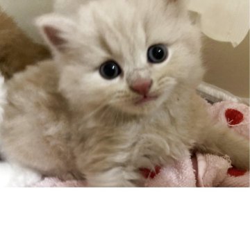 スコティッシュフォールド(立ち耳)【三重県・男の子・2025年7月14日・クリーム（ロング）】の写真「まん丸ムチムチな男の子☆」