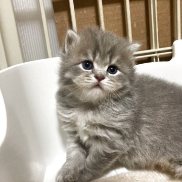 ブリティッシュショートヘア【三重県・男の子・2025年7月13日・ブルータビー（ロング）】の写真「かわいいお顔の男の子☆」