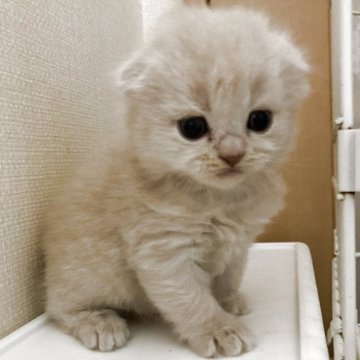 スコティッシュフォールド(折れ耳)【三重県・男の子・2025年11月3日・クリーム（ロング）】の写真「きれいな毛色の男の子★」