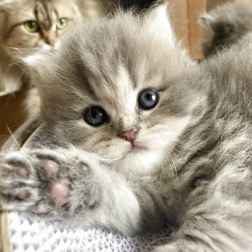 ブリティッシュショートヘア【三重県・男の子・2025年7月13日・ブルータビー（ロング）】の写真「かわいいお顔の男の子☆」