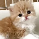 スコティッシュフォールド(立ち耳)