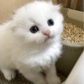 スコティッシュフォールド(折れ耳)