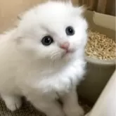 スコティッシュフォールド(折れ耳)