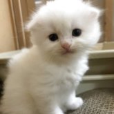 スコティッシュフォールド(折れ耳)