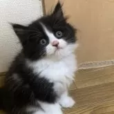 スコティッシュフォールド(立ち耳)