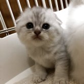 スコティッシュフォールド(折れ耳)