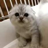 スコティッシュフォールド(折れ耳)