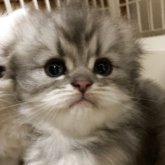 スコティッシュフォールド(折れ耳)