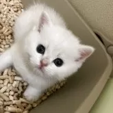 ブリティッシュショートヘア
