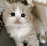 スコティッシュフォールド(立ち耳)