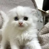 スコティッシュフォールド(折れ耳)