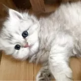 ブリティッシュショートヘア