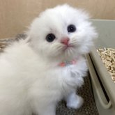 スコティッシュフォールド(折れ耳)