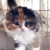 スコティッシュフォールド(折れ耳)【三重県・女の子・2025年3月24日・キャリコ】の写真2「まん丸」