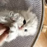 ブリティッシュショートヘア【三重県・男の子・2025年7月13日・ブルーシルバー】の写真3