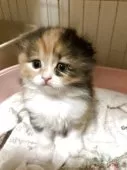 スコティッシュフォールド(折れ耳)【三重県・女の子・2025年3月24日・キャリコ】の写真4