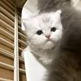 ブリティッシュショートヘア【三重県・男の子・2025年7月13日・ブルーシルバー】の写真5