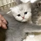 ブリティッシュショートヘア【三重県・男の子・2025年7月13日・ブルーシルバー】の写真6