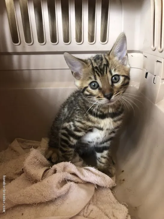 ID:1910-00371の子猫