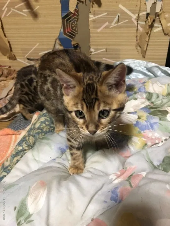 ID:1902-00313の子猫