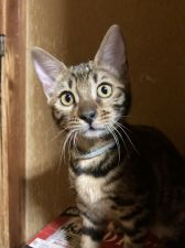 オシキャットの子猫を探す 専門ブリーダー直販の子猫販売 みんなの子猫ブリーダー オシキャットの子猫を探す 専門ブリーダー直販の子猫販売 みんなの子猫ブリーダー