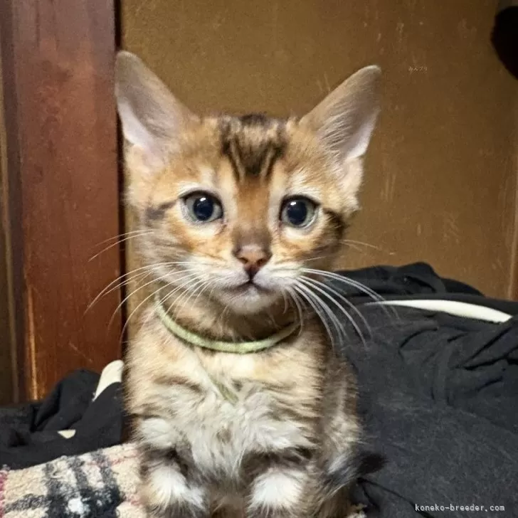 ID:2501-02294の子猫