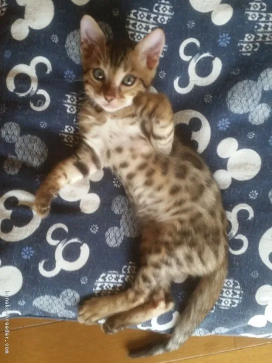 ID：1608-00598の子猫