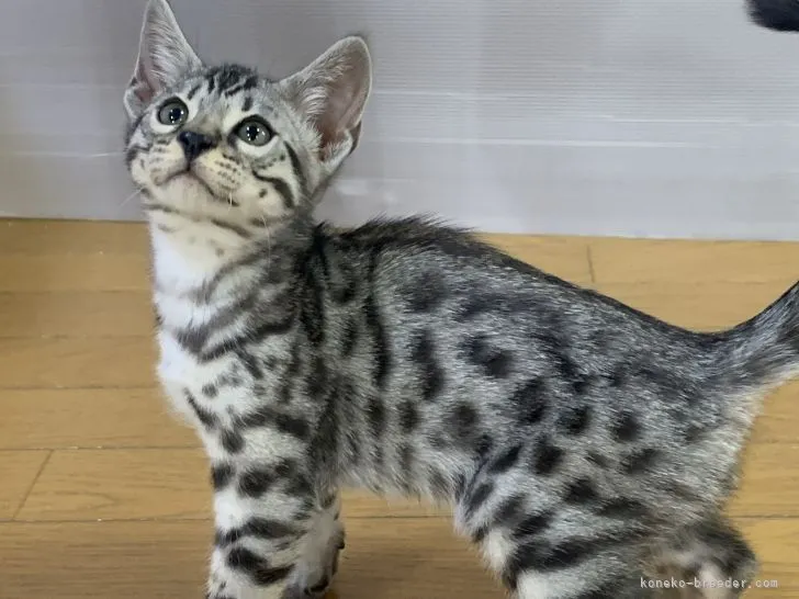 ID:2111-01913の子猫