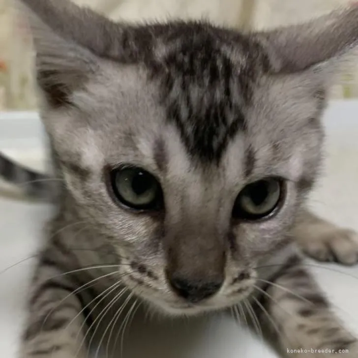 ID：2301-02412の子猫