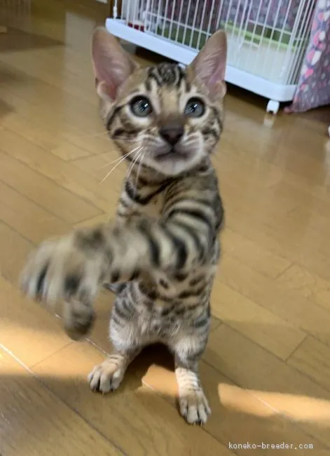 M.N 様のお迎えした子猫