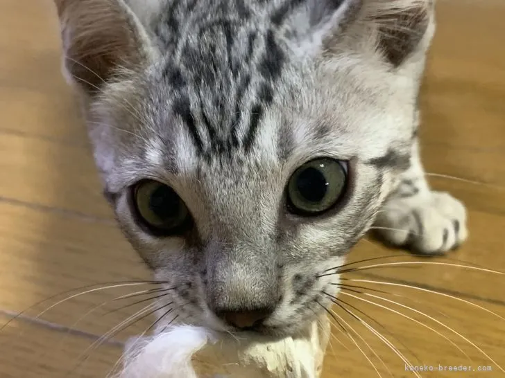 ID：2202-01213の子猫
