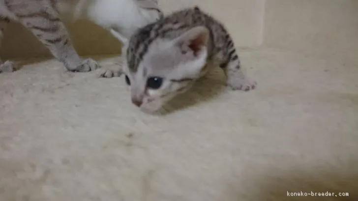 ID：1704-00921の子猫