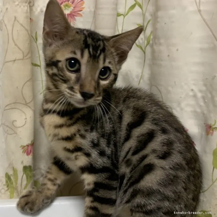 ID：2308-01423の子猫