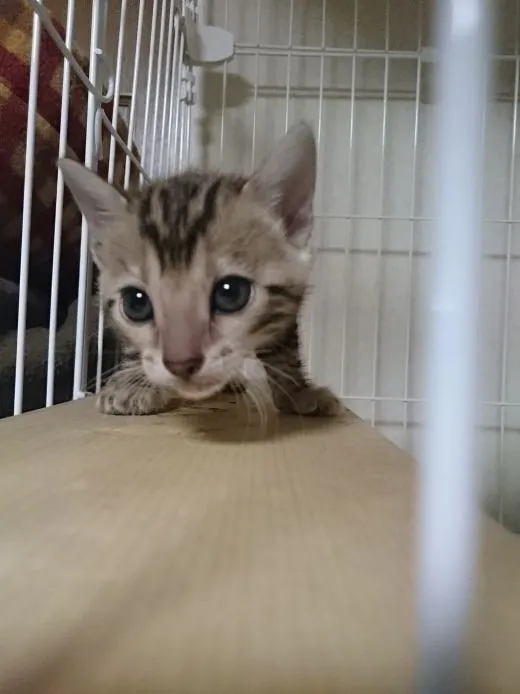 ID:1506-00084の子猫